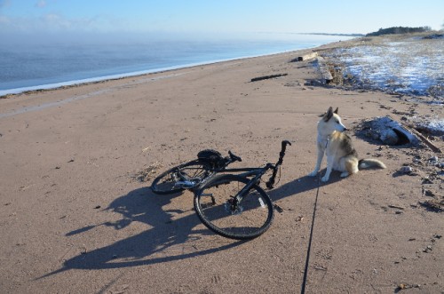 Happy beach biking dog